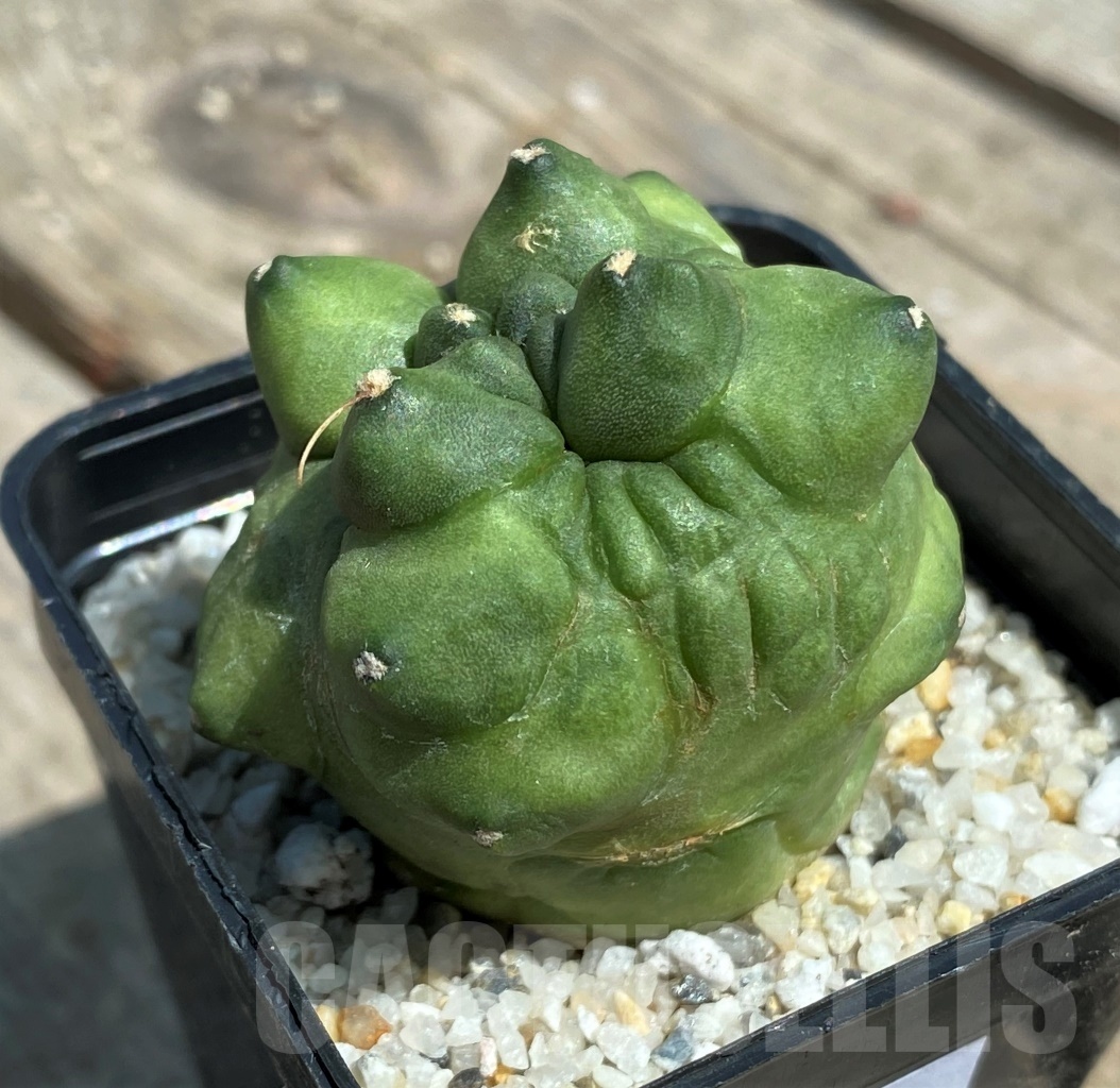 SHPR11222 Gymnocalycium 'Green bubble'