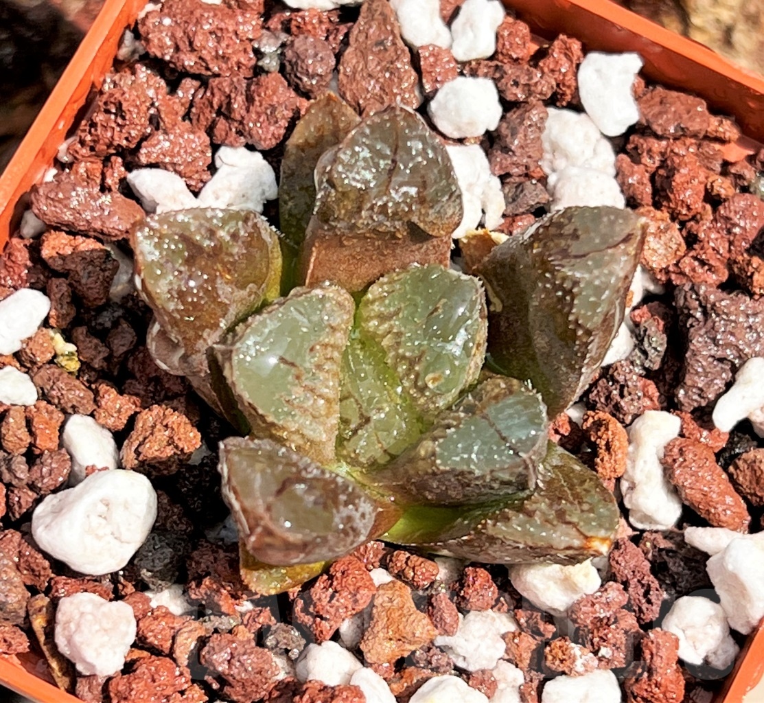 SHPR11628 Haworthia truncata x 'Chocolate' - Image 3