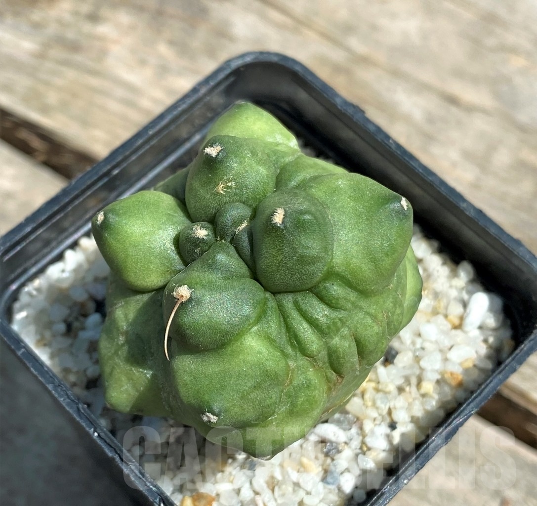SHPR11222 Gymnocalycium 'Green bubble' - Image 2