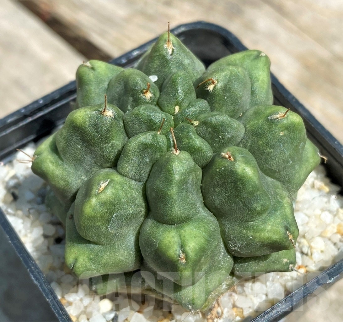 SHPR11223 Gymnocalycium f. montrose