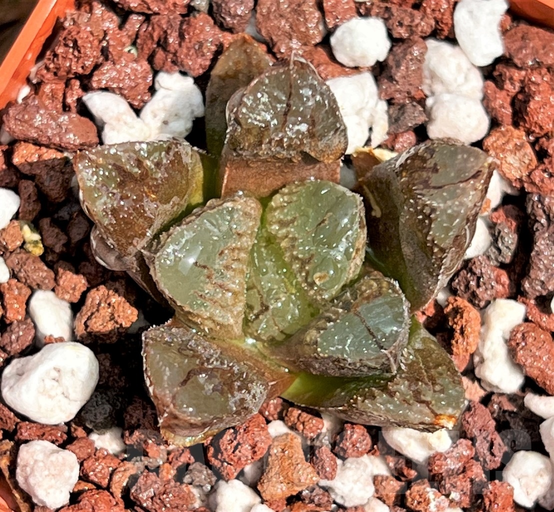 SHPR11628 Haworthia truncata x 'Chocolate' - Image 2