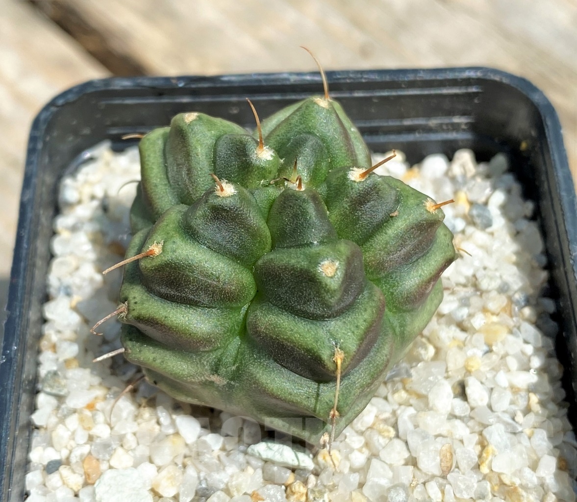 SHPR11225 Gymnocalycium 'North star'