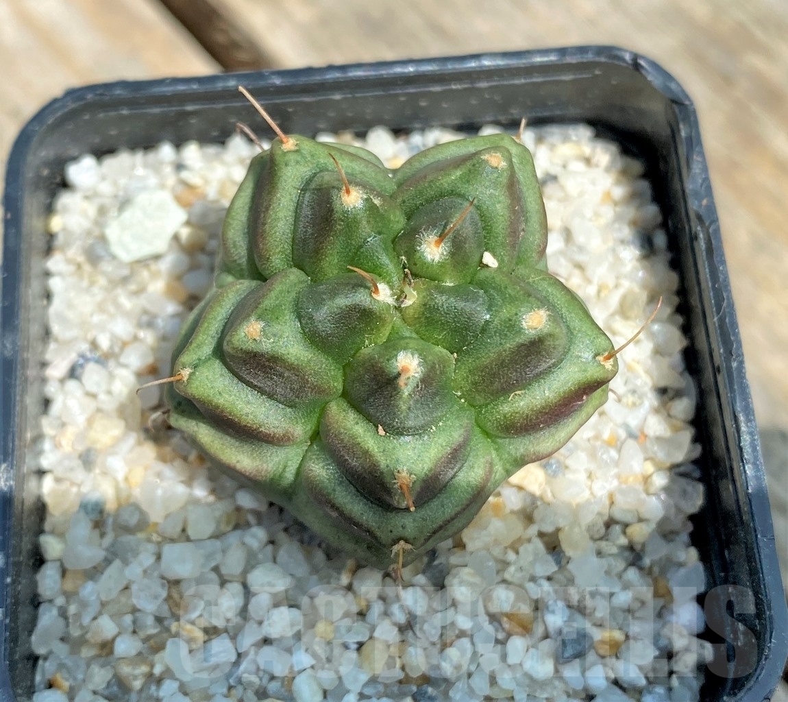 SHPR11225 Gymnocalycium 'North star' - Image 2