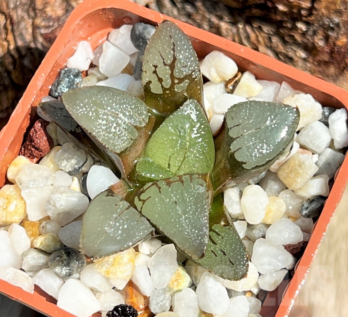 SHPR11629 Haworthia bayeri