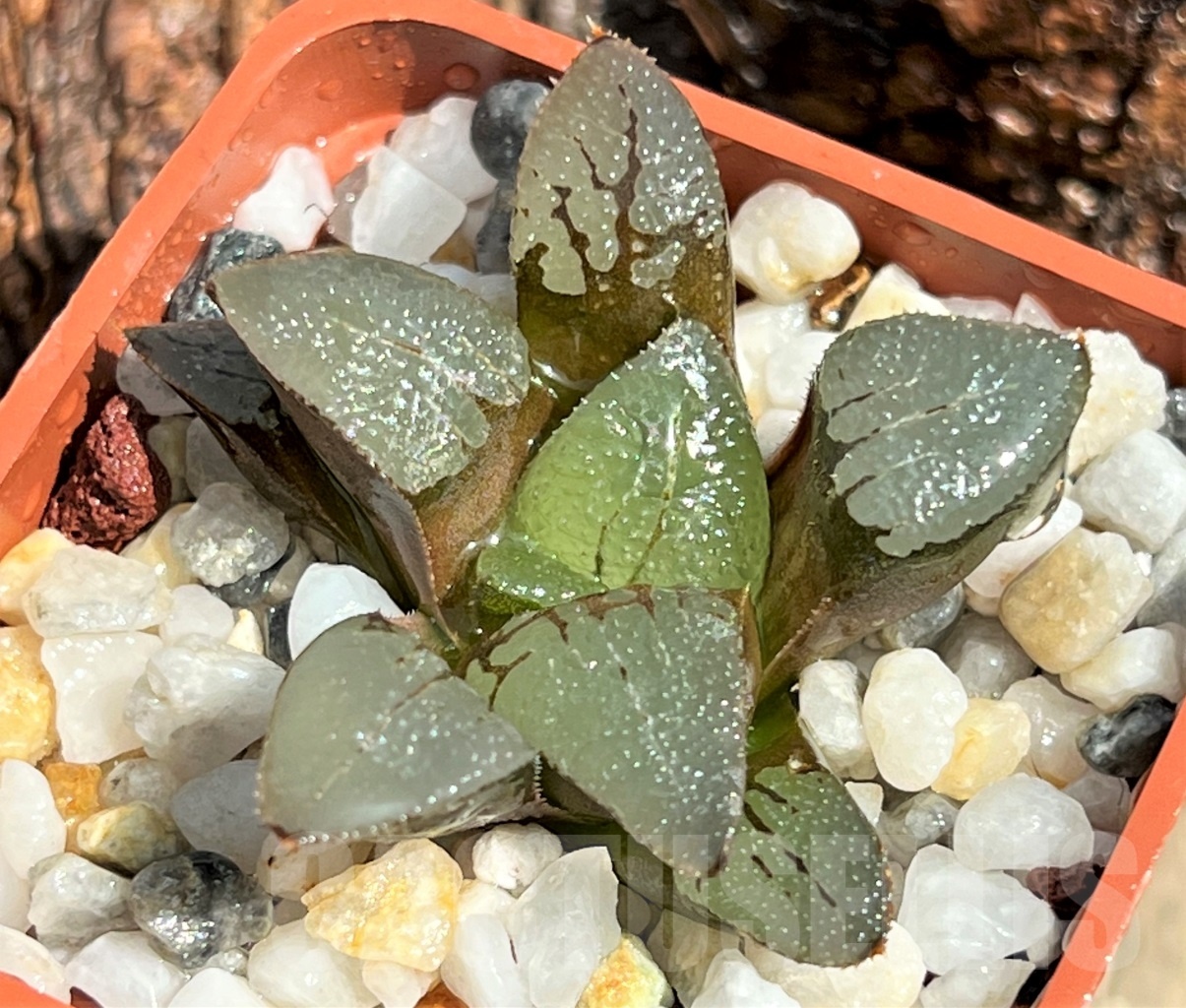SHPR11629 Haworthia bayeri - Image 2