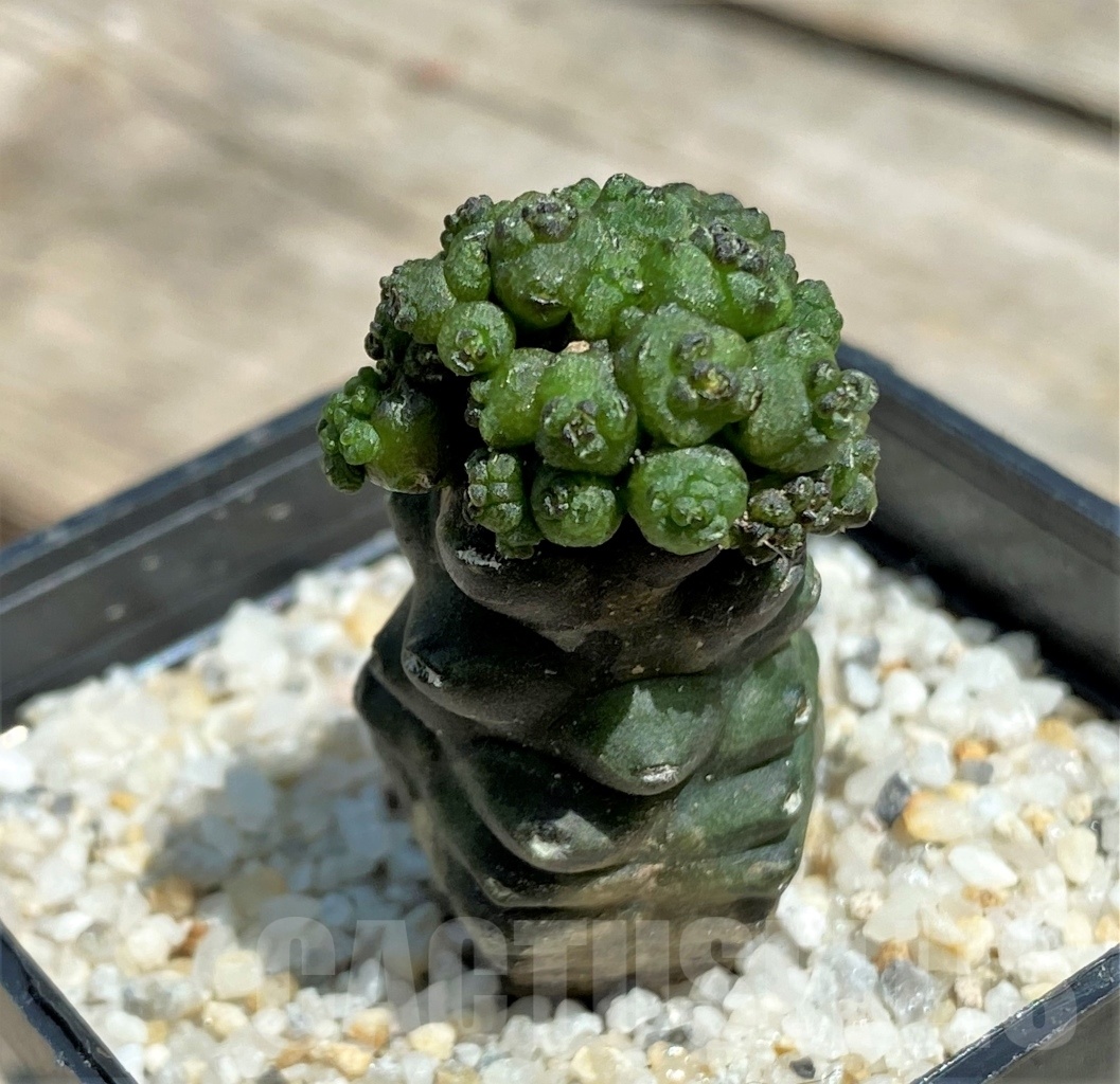 SHPR11226 Gymnocalycium monstrose f. 'Drak from'