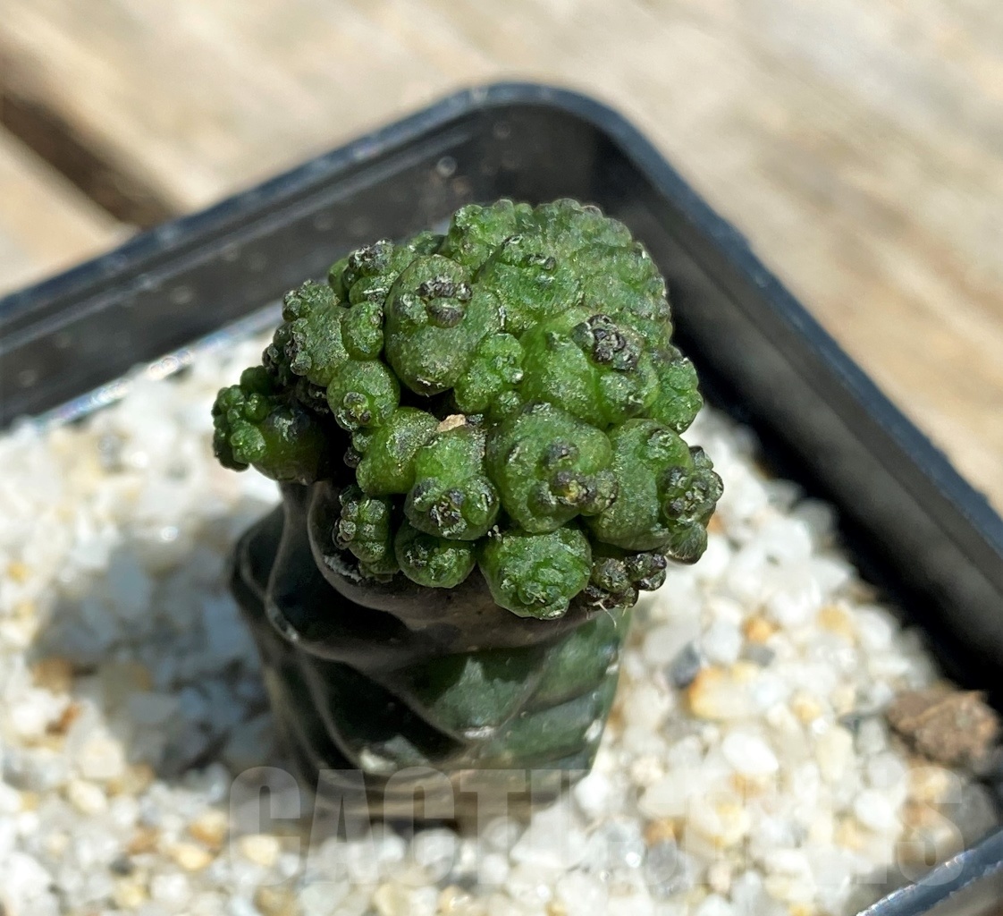 SHPR11226 Gymnocalycium monstrose f. 'Drak from' - Image 2