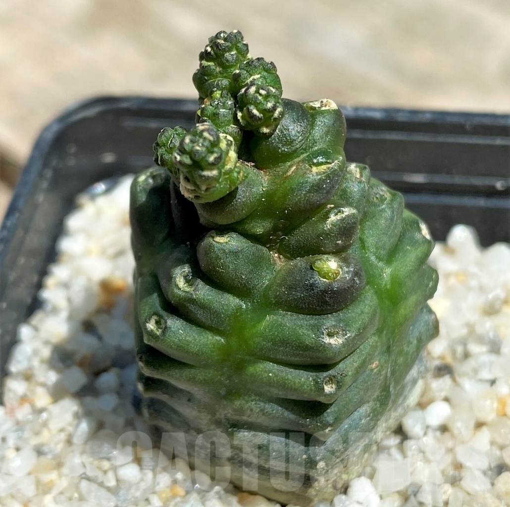 SHPR11227 Gymnocalycium monstrose f. 'Drak from'