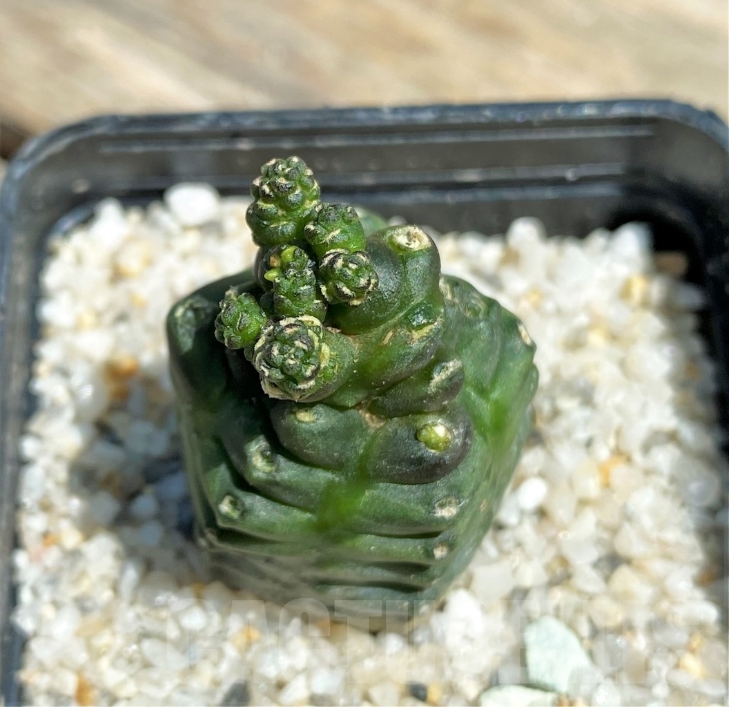 SHPR11227 Gymnocalycium monstrose f. 'Drak from' - Image 2