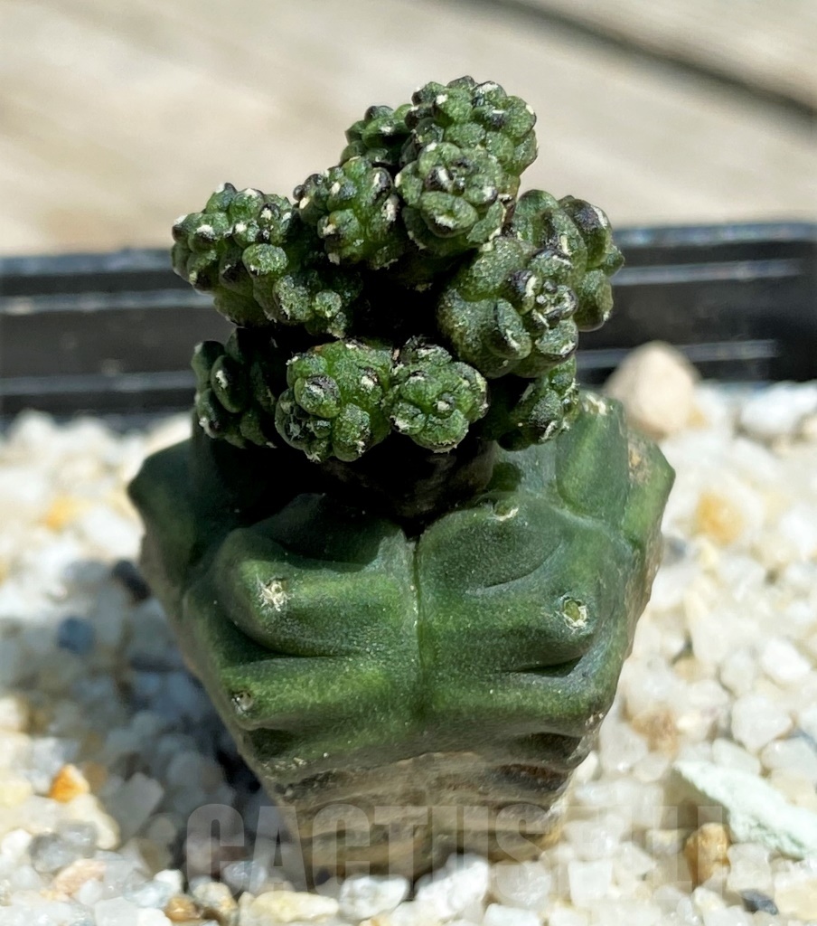 SHPR11228 Gymnocalycium monstrose f. 'Drak from'