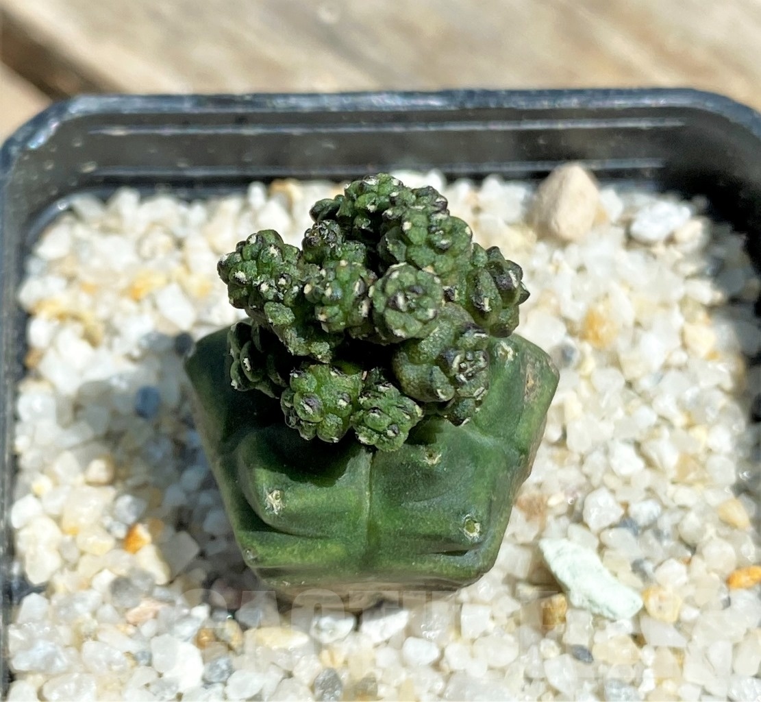 SHPR11228 Gymnocalycium monstrose f. 'Drak from' - Image 2