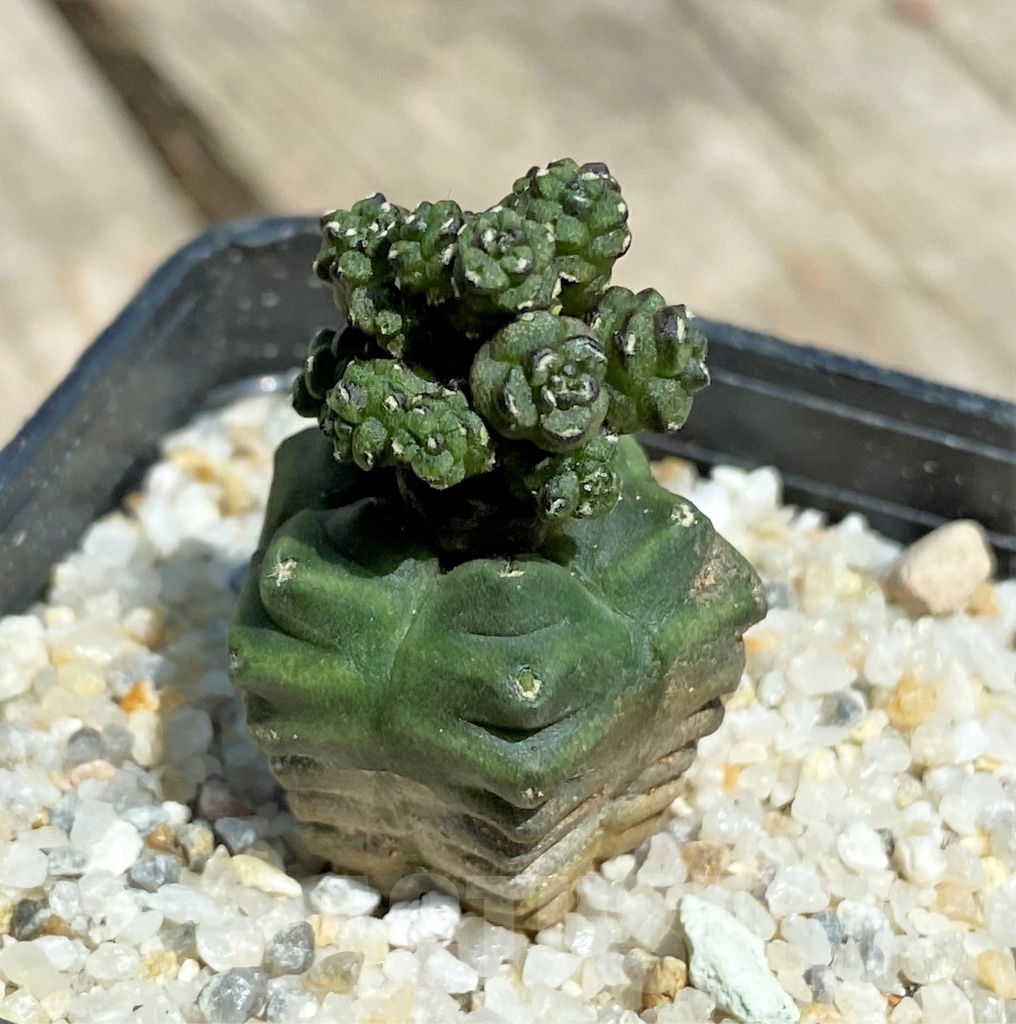 SHPR11228 Gymnocalycium monstrose f. 'Drak from' - Image 3