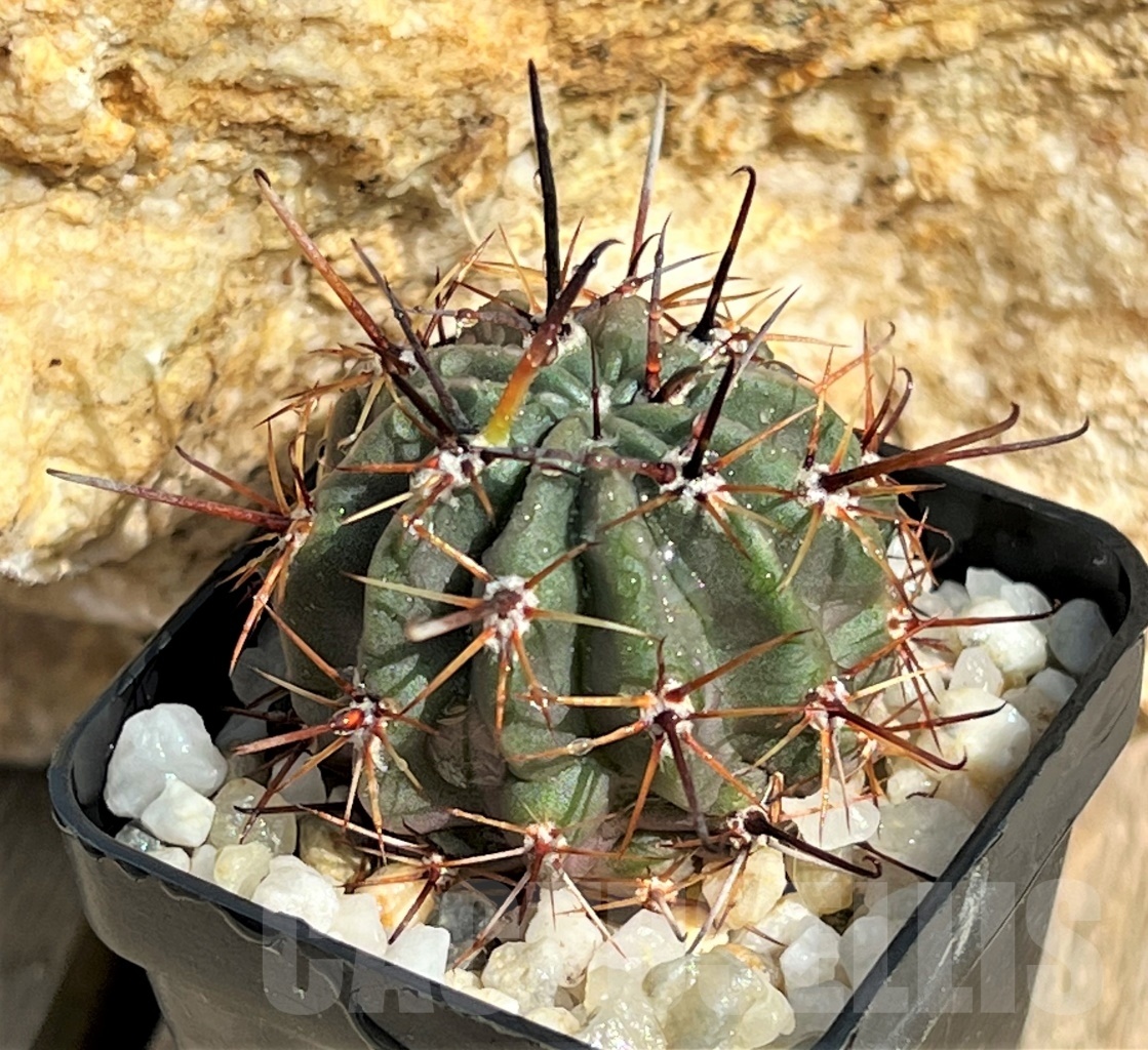 SHPR11630 Lobivia ferox