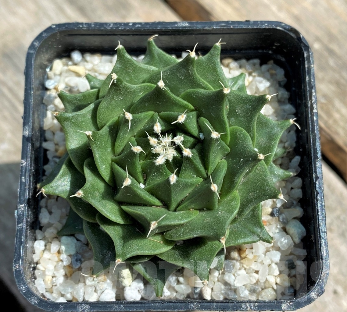 SHPR11229 Obregonia denegrii - Imagen 2