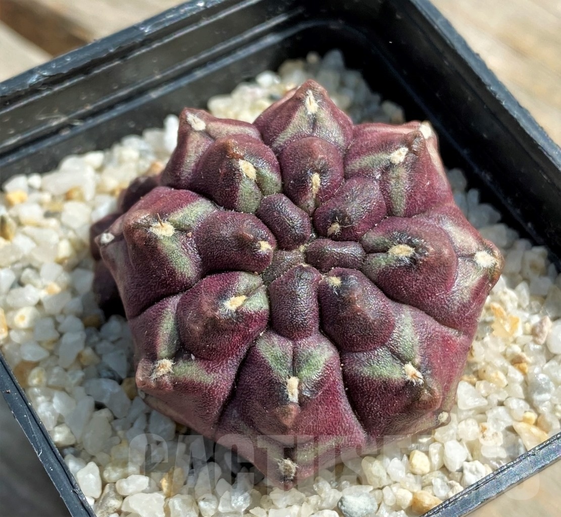 SHPR11231 Gymnocalycium mihanovichii 'Day dream'