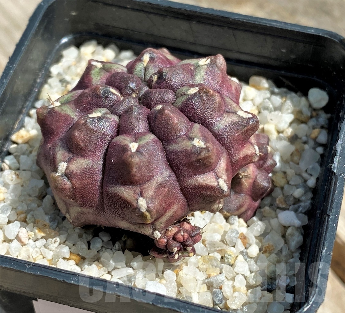 SHPR11231 Gymnocalycium mihanovichii 'Day dream' - Image 2