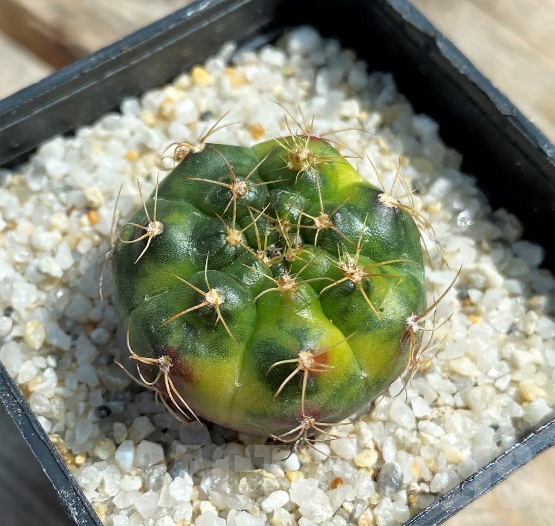 SHPR11232 Gymnocalycium damsii f. variegata