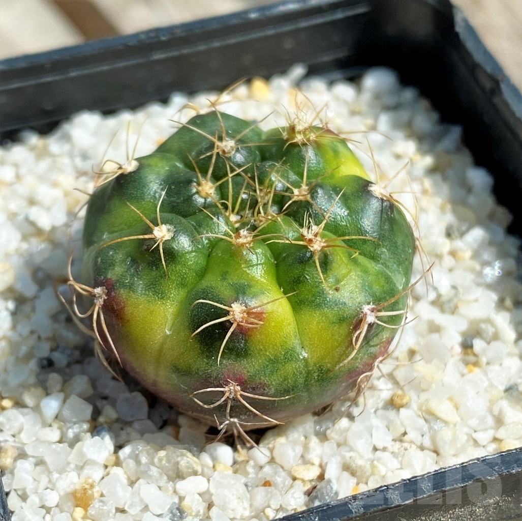 SHPR11232 Gymnocalycium damsii f. variegata - Image 2