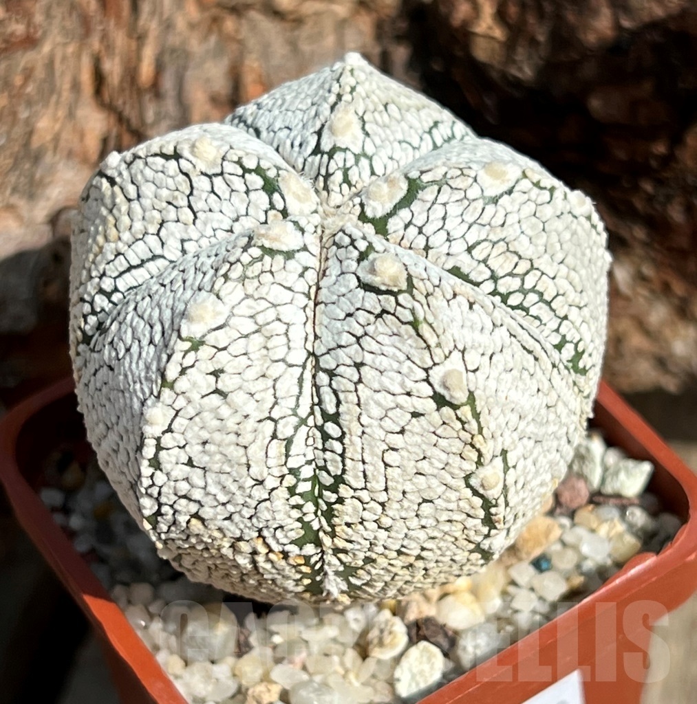SHPR11632 Astrophytum 'Onzuka' x 'Super Kabuto'