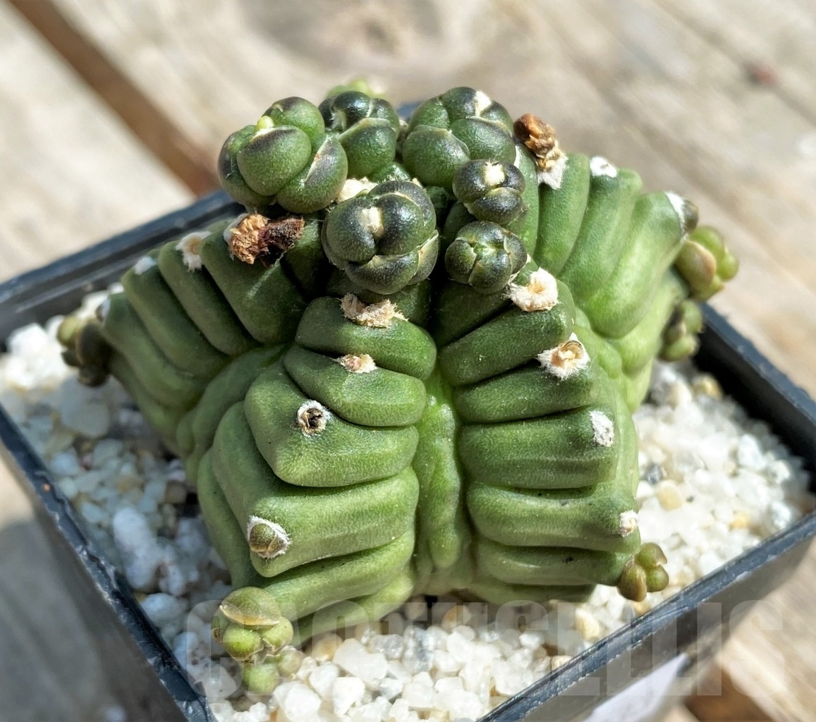 SHPR11233 Gymnocalycium cv. Kikko transformer