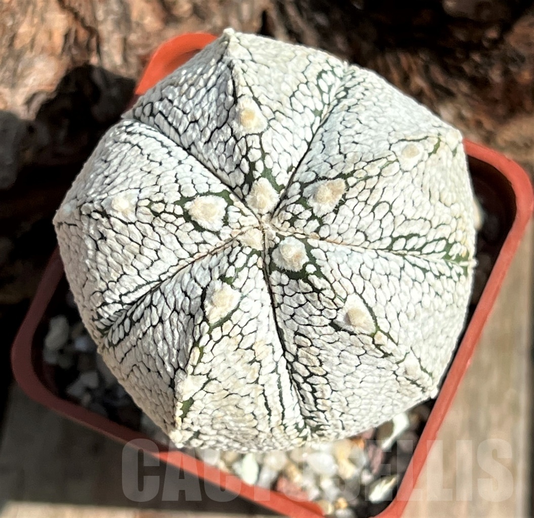 SHPR11632 Astrophytum 'Onzuka' x 'Super Kabuto' – Image 2