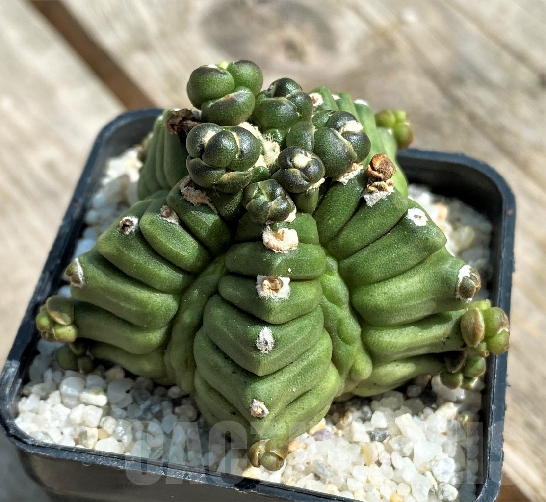SHPR11233 Gymnocalycium cv. Kikko transformer - Image 3