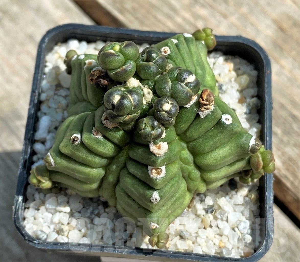 SHPR11233 Gymnocalycium cv. Kikko transformer - Image 2