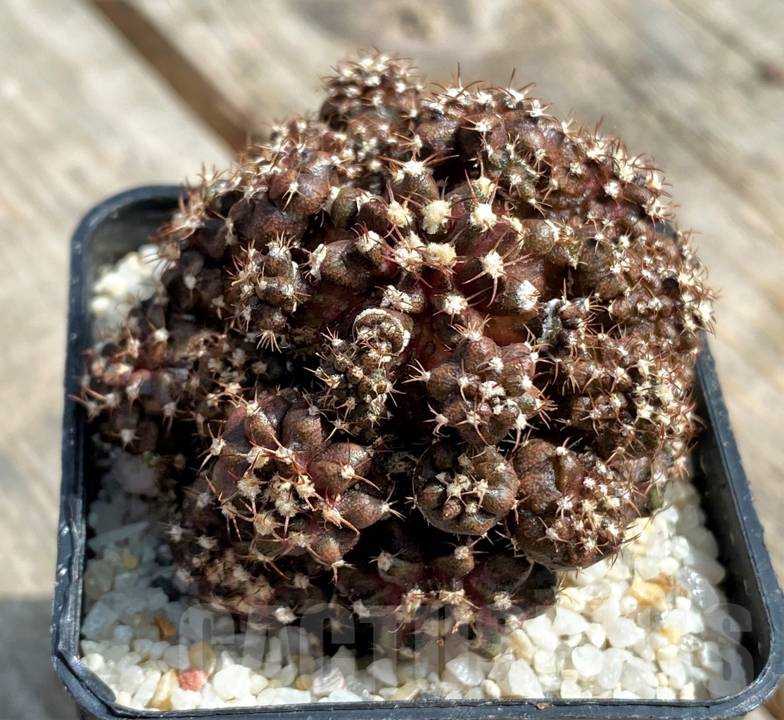 SHPR11234 Gymnocalycium mihanovichii 'T-Rex' - Image 2