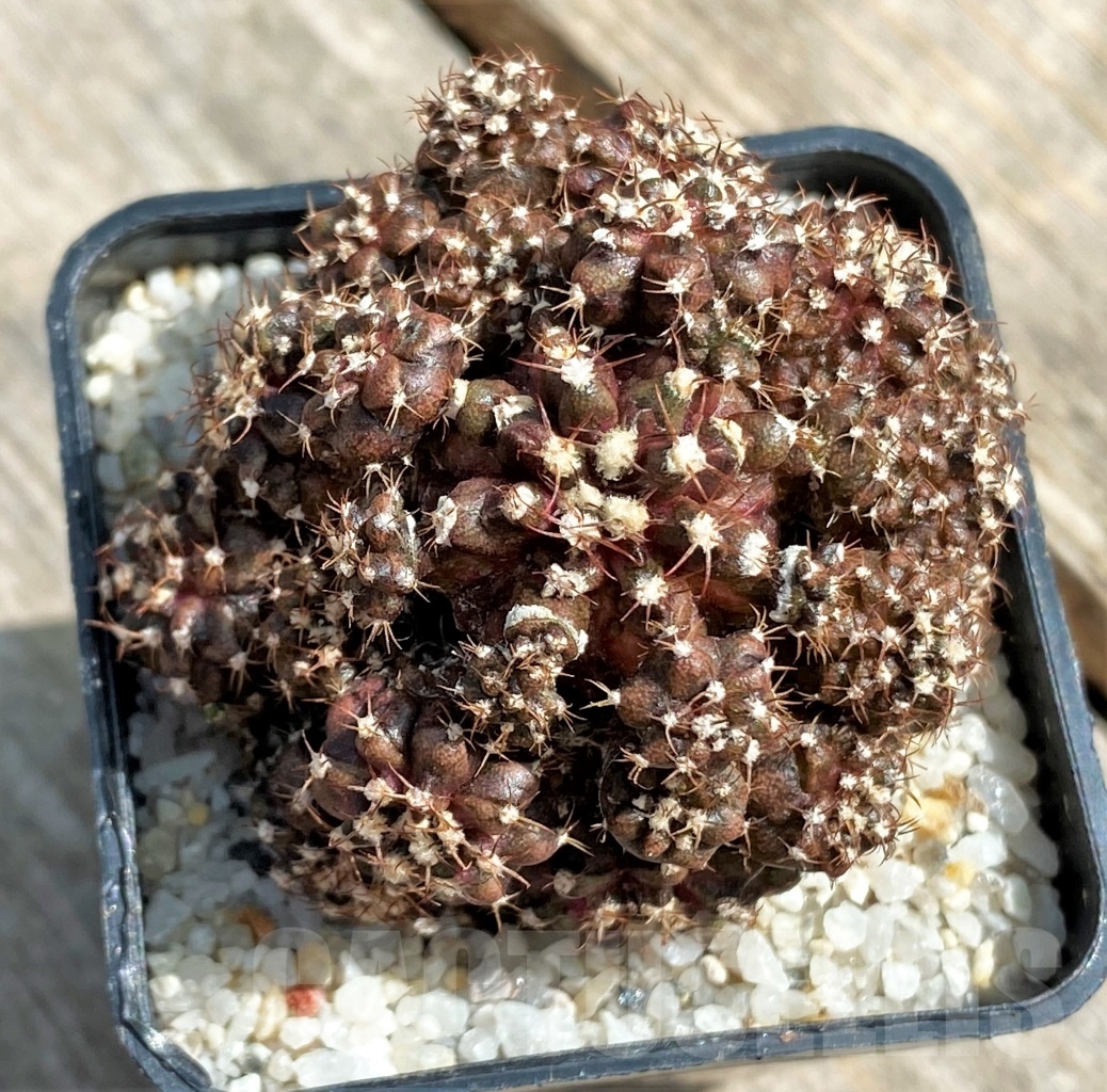 SHPR11234 Gymnocalycium mihanovichii 'T-Rex'
