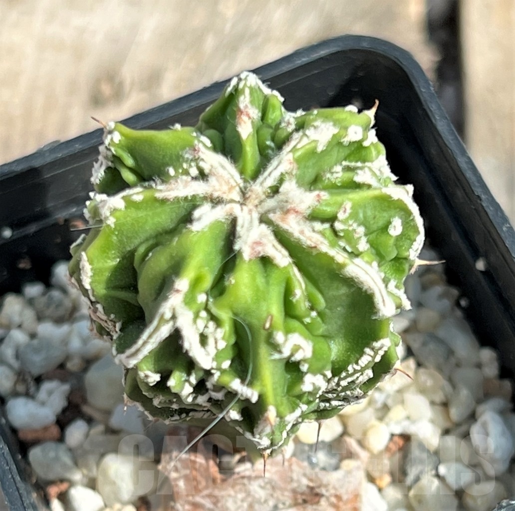 SHPR11633 Astrophytum myriostigma cv. Fukuryu v. nudum - Image 3