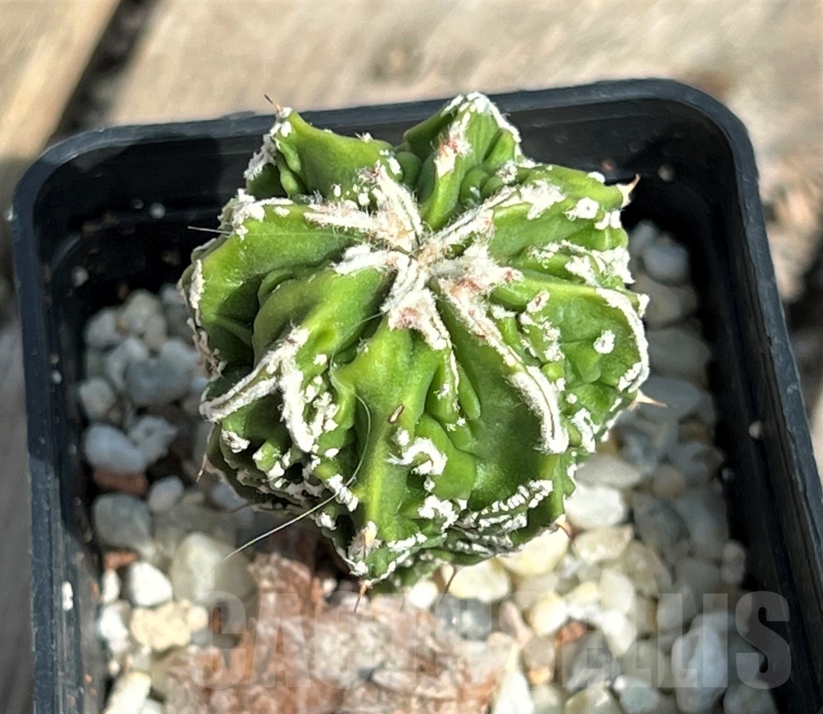 SHPR11633 Astrophytum myriostigma cv. Fukuryu v. nudum