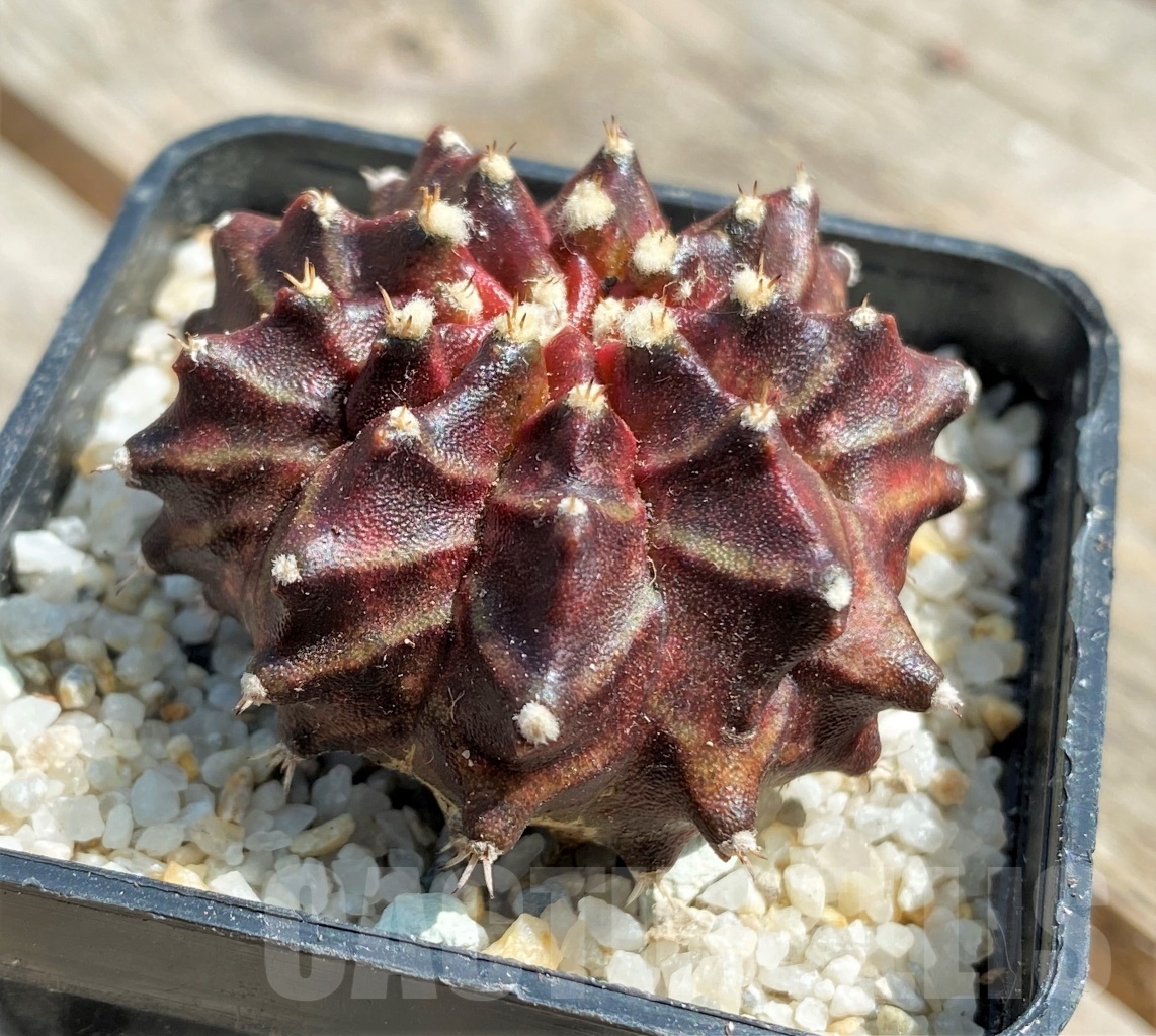SHPR11237 Gymnocalycium 'Dark Phoenix' – Image 2