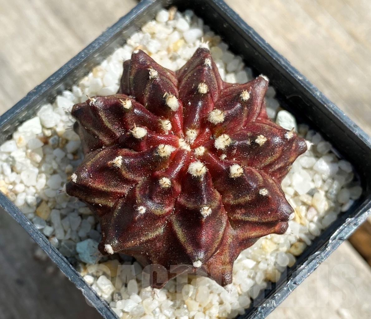 SHPR11237 Gymnocalycium 'Dark Phoenix'