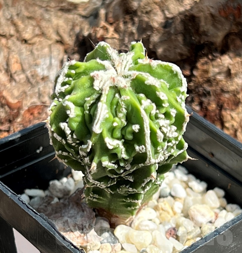 SHPR11633 Astrophytum myriostigma cv. Fukuryu v. nudum - Image 2