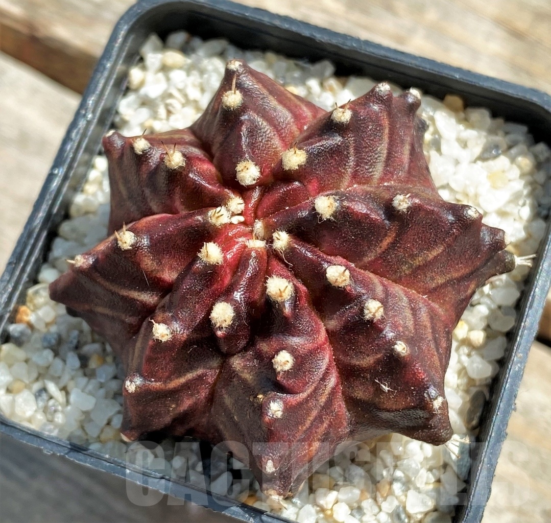 SHPR11238 Gymnocalycium 'Dark Phoenix'