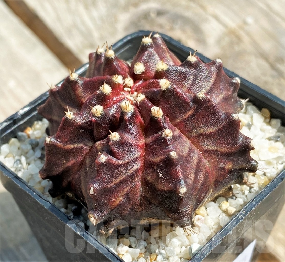 SHPR11238 Gymnocalycium 'Dark Phoenix' - Image 2
