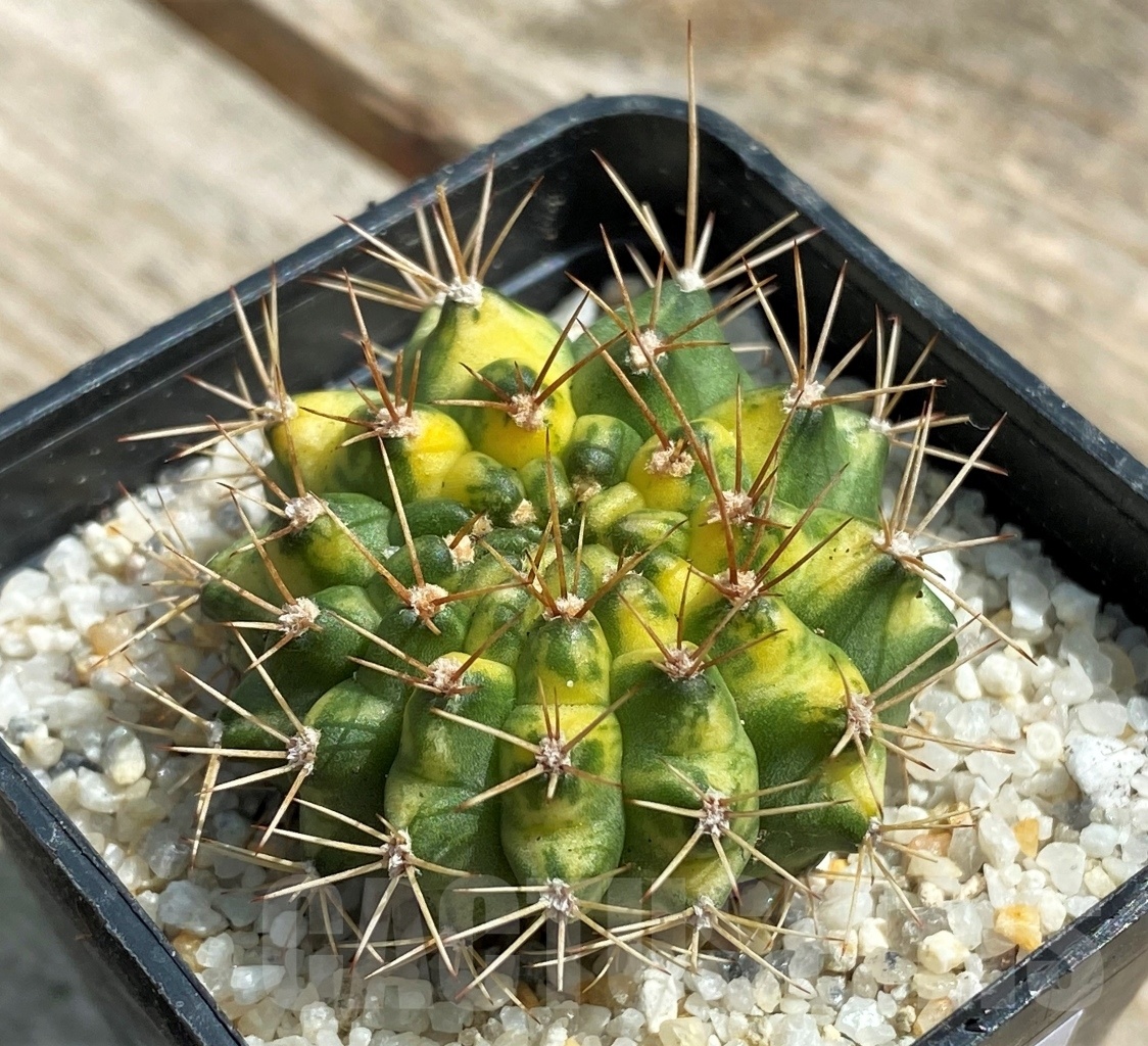 SHPR11239 Gymnocalycium mihanovichii 'Cat eye'