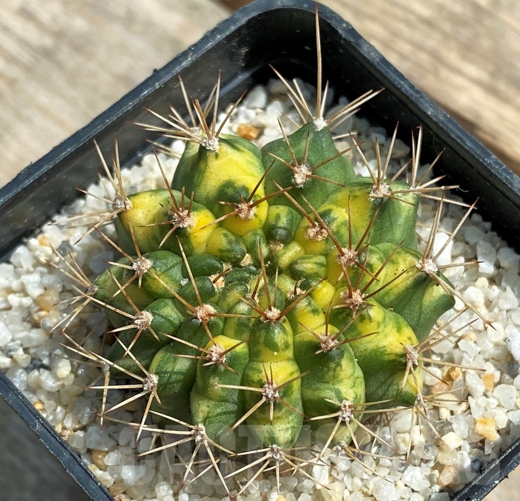 SHPR11239 Gymnocalycium mihanovichii 'Cat eye' – Image 2