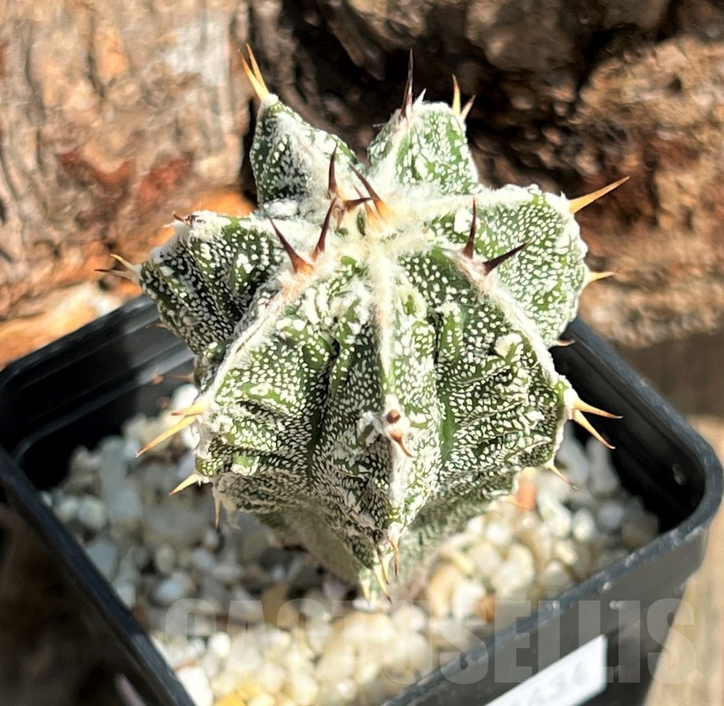 SHPR11634 Astrophytum ornatum 'Fukuryu'