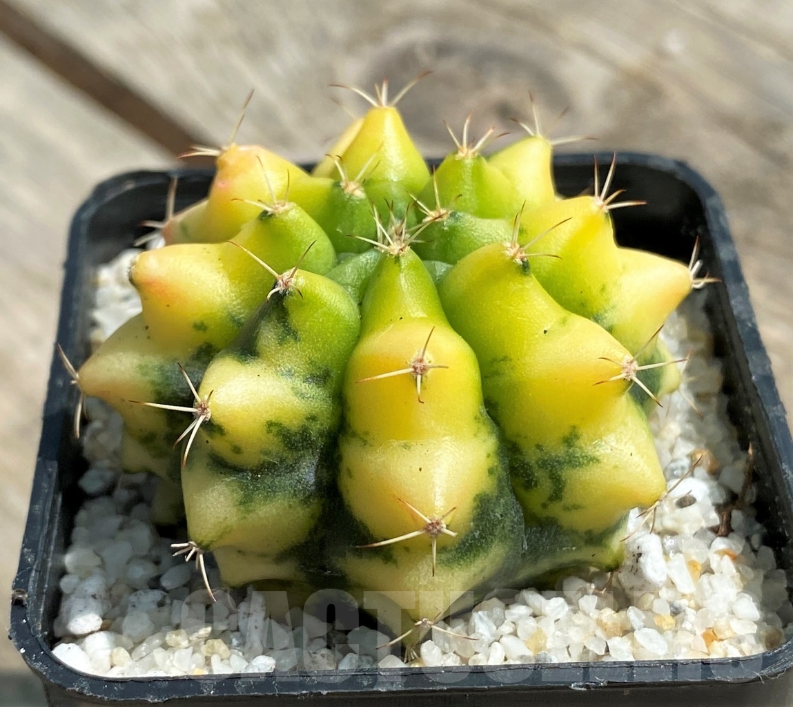 SHPR11240 Gymnocalycium 'Yellow dream'
