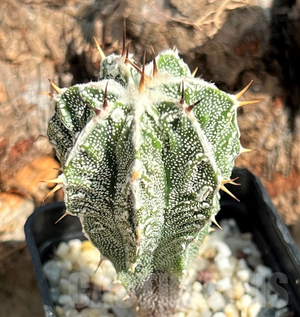 SHPR11634 Astrophytum ornatum 'Fukuryu' - Image 2