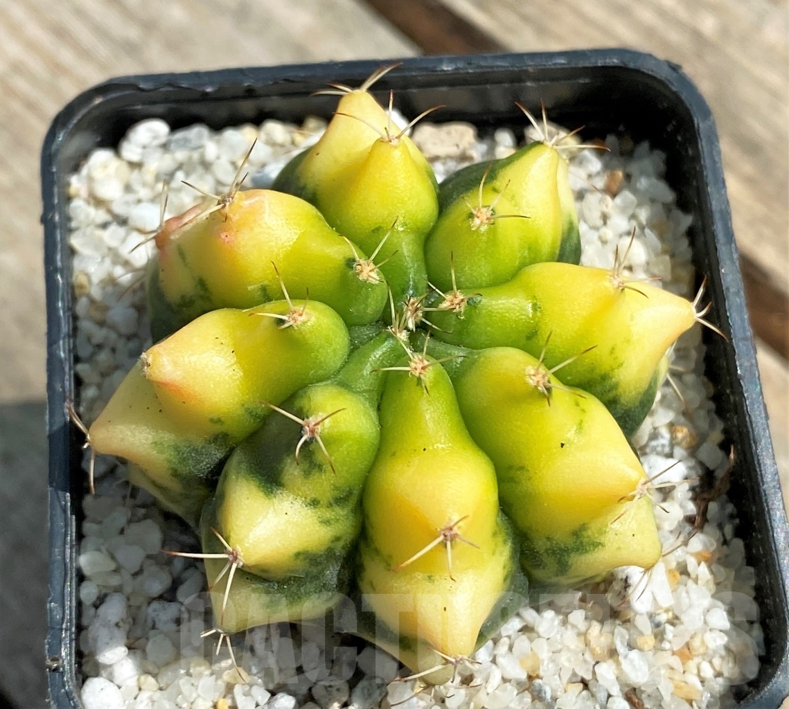 SHPR11240 Gymnocalycium 'Yellow dream' – Image 2