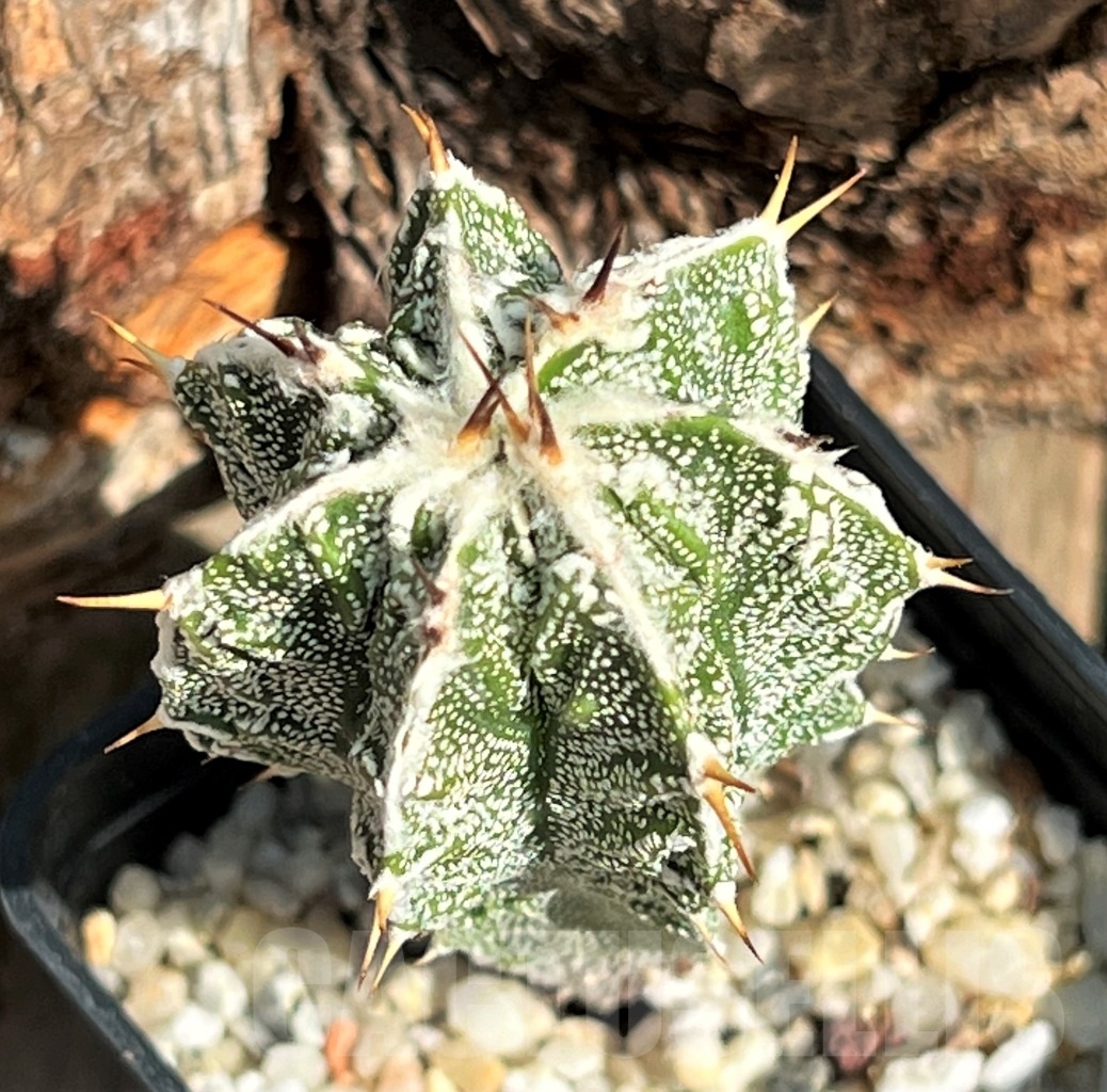 SHPR11634 Astrophytum ornatum 'Fukuryu' - Image 3