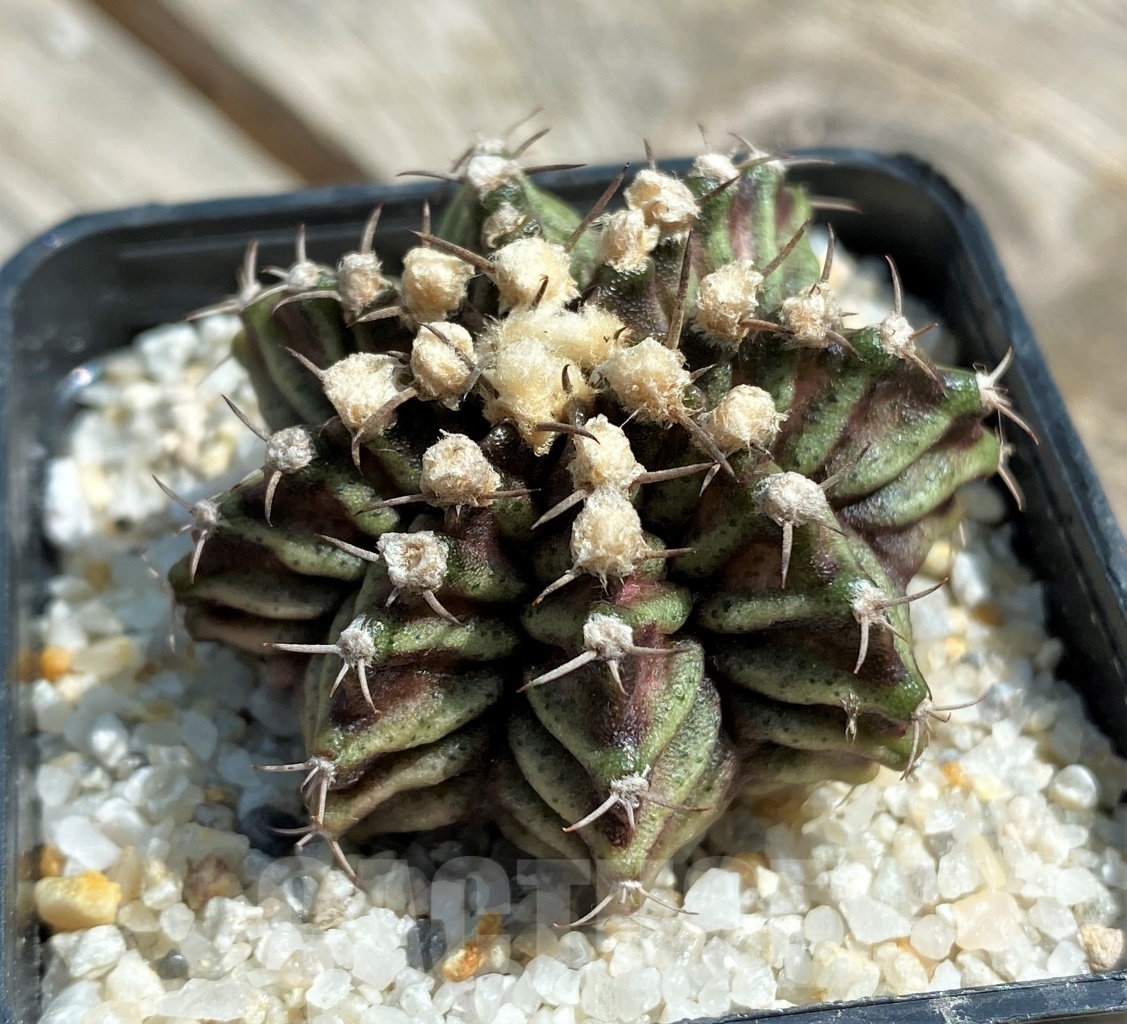 SHPR11241 Gymnocalycium mihanovichii 'T-rex' - Image 3
