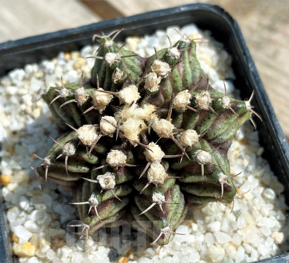 SHPR11241 Gymnocalycium mihanovichii 'T-rex' - Image 2