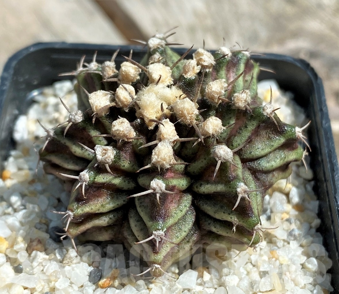 SHPR11241 Gymnocalycium mihanovichii 'T-rex'