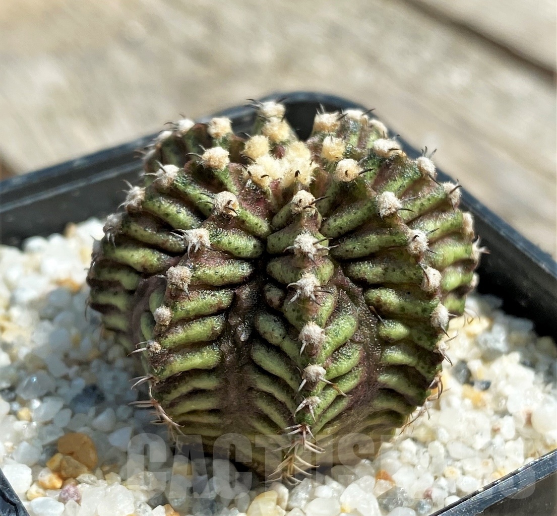 SHPR11242 Gymnocalycium mihanovichii 'T-rex'