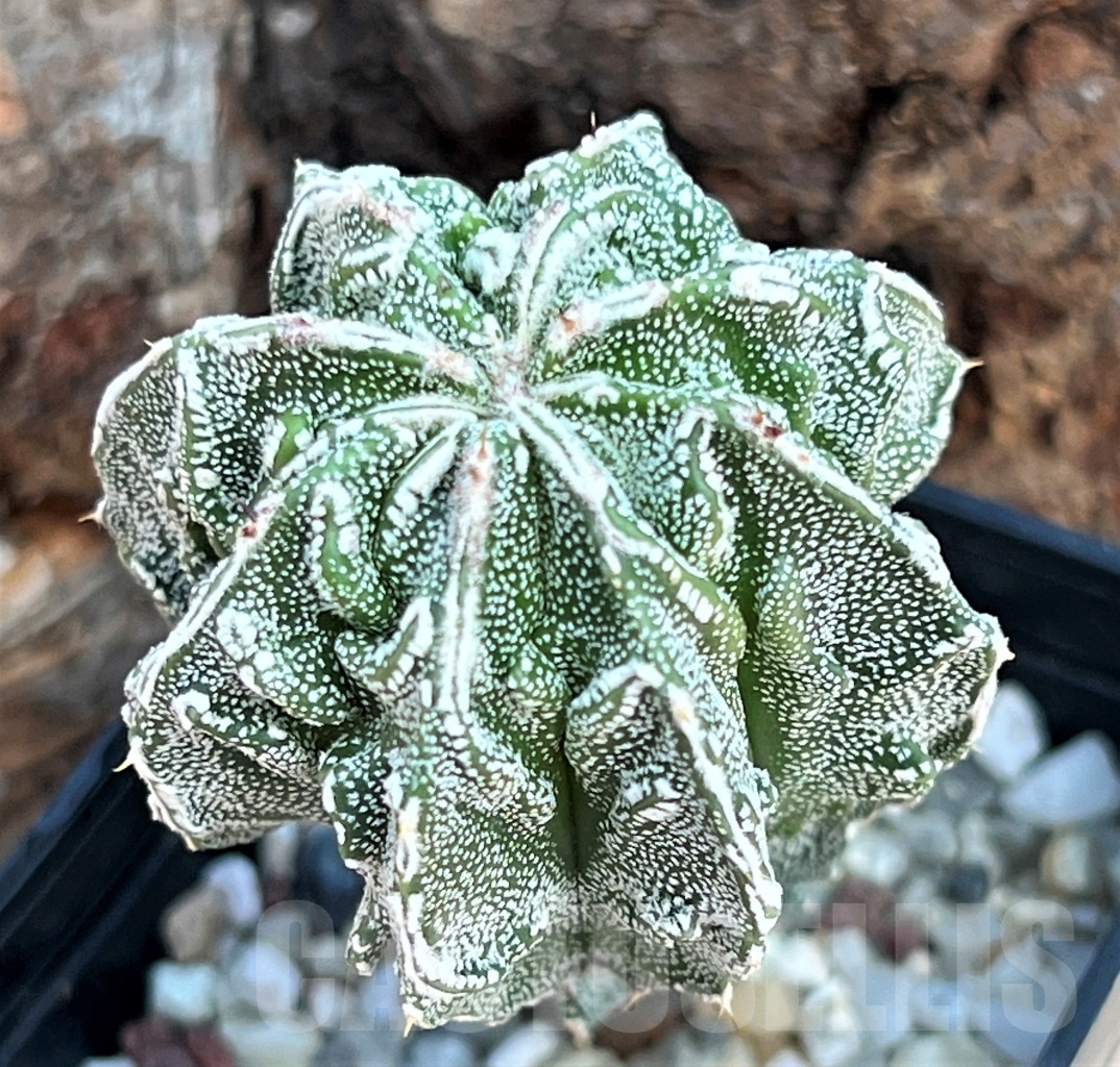SHPR11635 Astrophytum myriostigma 'Fukuryu'