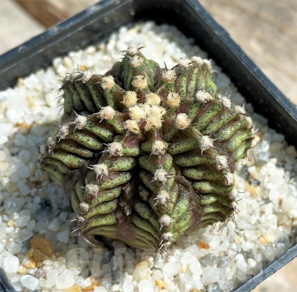SHPR11242 Gymnocalycium mihanovichii 'T-rex' - Зображення 2