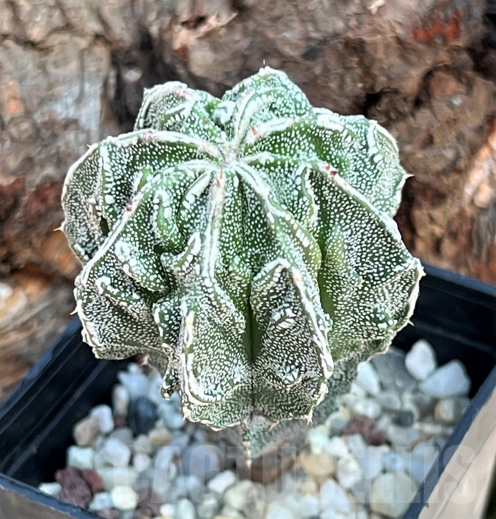 SHPR11635 Astrophytum myriostigma 'Fukuryu' – Bild 2